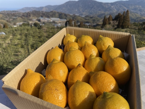 【父の日ギフト】日頃の疲れをレモンで元気に！リスボンベビーサイズ　1.5ｋｇ