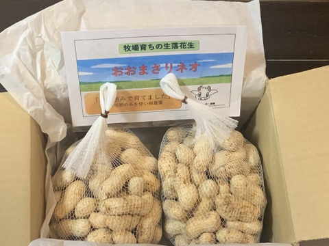 【おおまさりネオ】千葉県産　生落花生！極大粒で1Kg　新豆2025年収穫