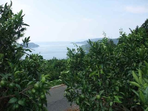 とにかく甘い！ひめまる石地みかん（ご家庭用・5Kg）