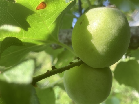 まじりっけなし！自然栽培 梅干用｢杉田梅｣1.7kg