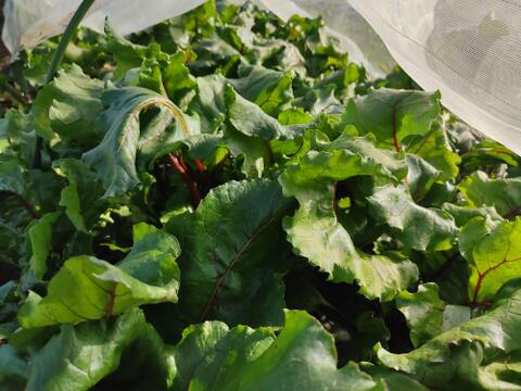 🥬栄養たっぷり！国産ビーツの葉 約1kg🥬炒め物・スープに｜農薬・化成肥料不使用✨