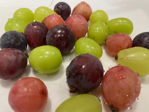 シャインマスカット　ミックス粒　産地直送　数量限定 MIX 粒 1.5kg（シャインマスカット入）：山形県産のシャイン