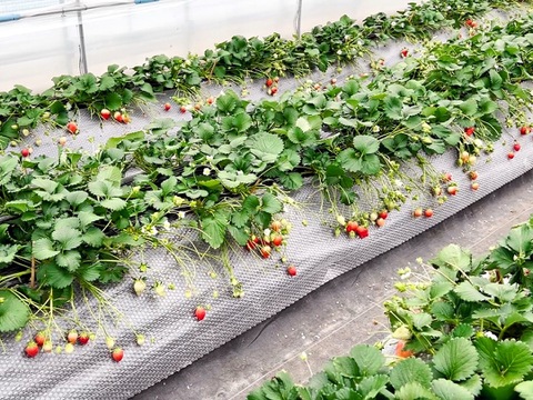 【ゆ～ゅさま専用ページ】南国土佐 完熟夏秋いちご４ｋｇ ご家庭用 農薬不使用 自然栽培 四万十産