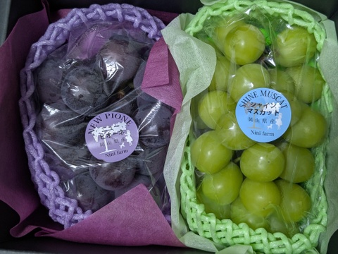 【温室ハウス栽培】 こだわりの高品質ニューピオーネ&シャインマスカット2房計約1.2kg 秀品ランク 岡山県産(熨斗対応可)【夏ギフト】
