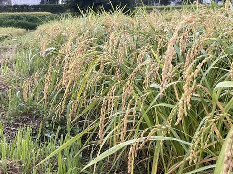 自宅でレンチン！出来立ての堅餅菓子を召し上がれ！とちあられ用種餅（５０枚入り２袋セット）