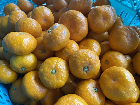 【訳アリ】"完熟貯蔵”ずっしり濃いコク！青島みかん🍊箱込み5ｋｇ
