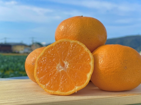 【訳あり】幻のみかん販売開始！！淡路島産　灘みかん 2.5kg