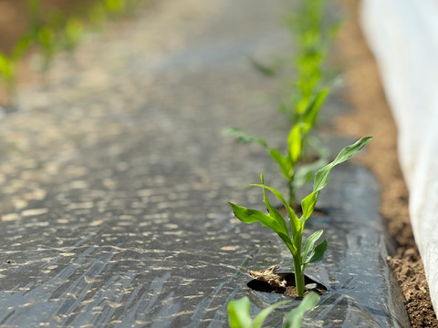 【お試し】朝採れ甘〜い白いとうもろこし（雪の妖精）3〜5本　【朝どれ】