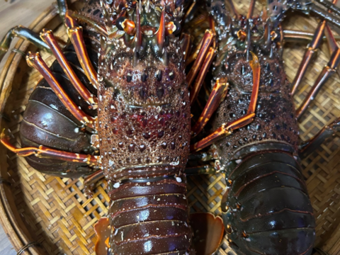 五島列島産 伊勢海老 600㌘