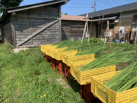 奥出雲産自然栽培まこも茶(大容量500g)