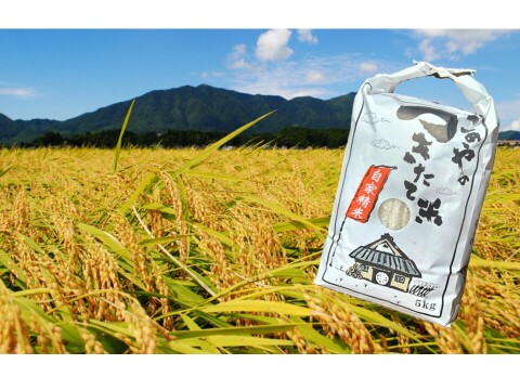 新潟県弥彦村石井農園　令和7年産コシヒカリ【白米 5kg】