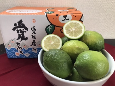 お試し欲張り柑橘セット【極早生みかん2kg】【グリーンレモン1kg】