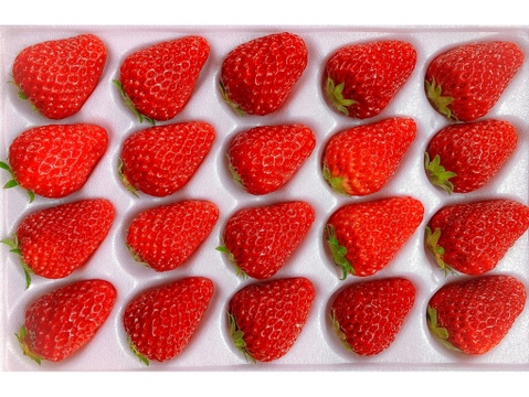 ★冷涼な軽井沢は7月までがいちごの旬★【軽井沢高原いちご・化学農薬を限界まで抑えたこだわりの当園独自農法】☆数量限定・お買い得商品★ご自宅・プロ用☆（無選別６００ｇ）