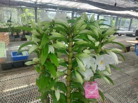 【母の月ギフト】ボリュームのある豪華な蘭をどうぞ 夏の蘭“フォーミディブル”5本立