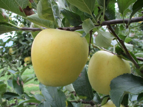 【金の蜜】旬のりんごを閉じ込めた、りんご４種のジュースセット