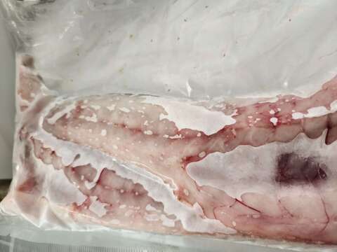 可哀想なコチ 訳あり フードロス 天然マゴチ小サイズ1本分  急速冷凍 真空パック 三枚おろし済み 刺身 鍋 から揚げ ムニエル