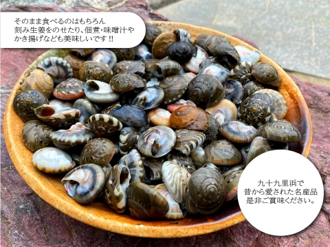 新物幻の貝！ 釜茹でながらみ1k【大サイズ】(ダンベイキサゴ)