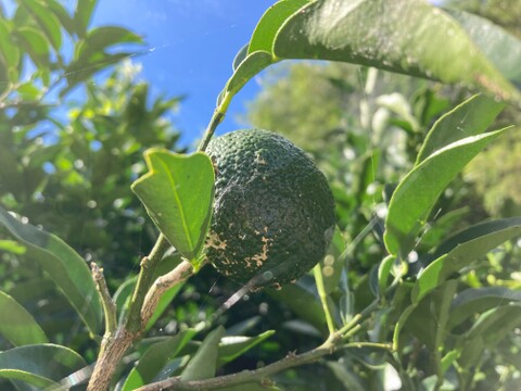 【高知県産】青ゆず2㎏　【受注収穫】＃栽培期間中農薬・化学肥料不使用