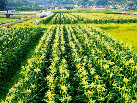 晴れの国岡山県産！メロンより甘い！朝採れフルーツコーン（とうもろこし）10本【6月下旬から発送予定、なくなり次第終了】