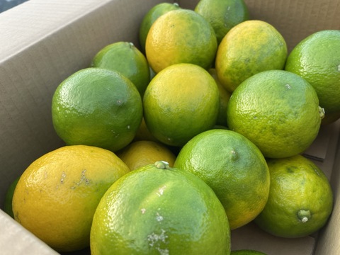 【今が旬！】グリーンマイヤーレモン、果汁たっぷり！15キロサイズ