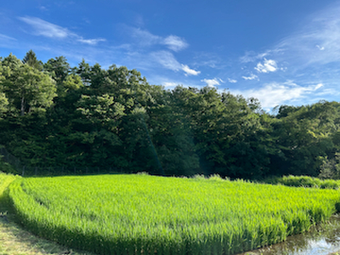 【新米】あきたこまち 10kg