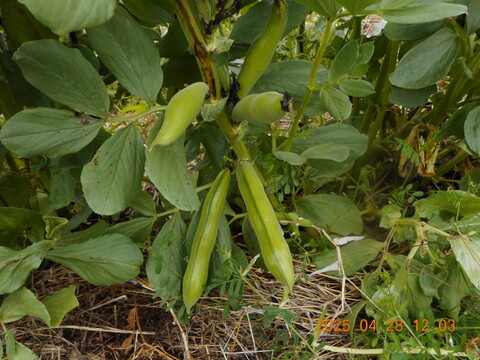 予約販売

自然農栽培のエンドウ豆セット　（スナップエンドウ、大サヤエンドウ、碓井エンドウ、そら豆）など。