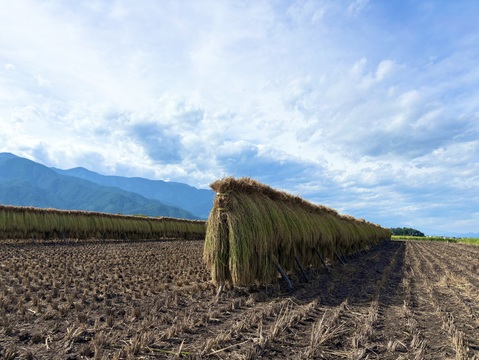 令和7年松本市産『はぜ掛け米』新米コシヒカリ(5kg 送料別)