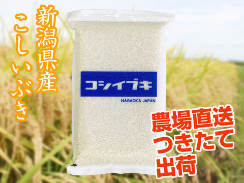 【朝専用あっさり米】令和6年産新潟県長岡産こしいぶき白米10kg（5㎏×2袋）