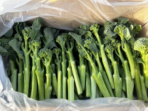 スティックセニョール　1.5kg