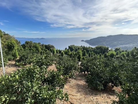 温州みかん 10kg 家庭用