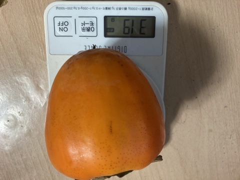 渋柿三種　4.8キロ　蜂屋柿　みしらず柿　品種不明柿　京都産