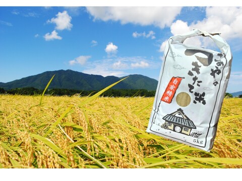 新潟県弥彦村石井農園　令和7年産コシヒカリ【玄米 5kg】