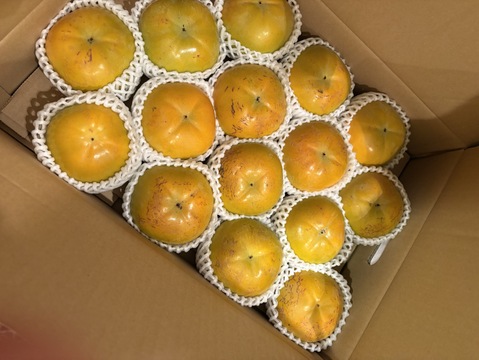 人気急上昇中の太秋柿　家庭用5キロ