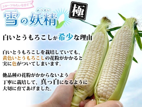 【こだわりプラス♪】超レア✨ホワイトコーン『雪の妖精』　極(きわみ)　5本入