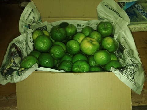 フルーツシークヮーサー（2kg）