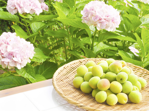 【6月上旬お届け予定】南高梅 3kg 2Lサイズ以上（約3.3~3.7cm） 1400-2l