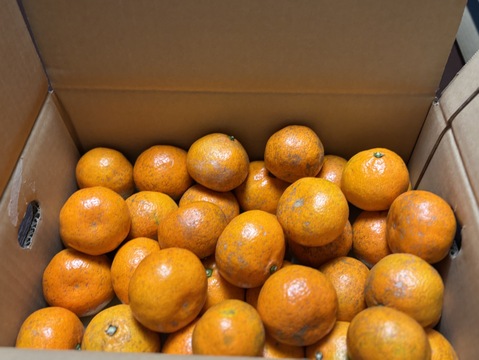 【ご家庭用 Sサイズ以下小玉3kg】甘味凝縮 有田みかん