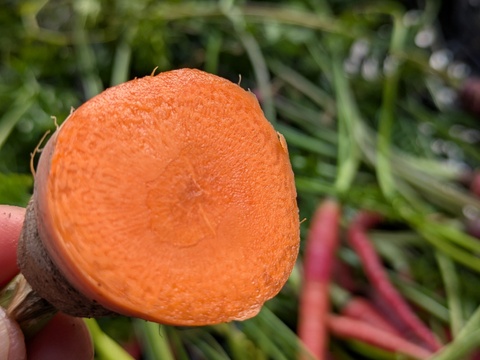 こだわり土壌で栽培した博多の冬ニンジン　約1.2kg  福岡産