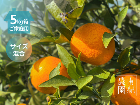 甘くて爽やかな希少柑橘🍊ご家庭用 春峰【サイズ混合・5kg箱】