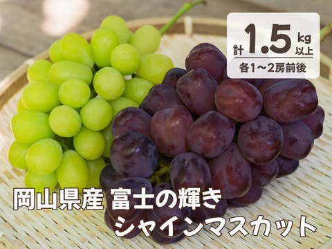 お中元 お盆 シーズンにお届け可能 幻の希少品種 富士の輝き　× 人気No.1 シャインマスカット  詰め合わせセット　1.5キロ以上お入れ致します