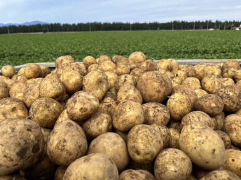 北海道産‼️【アスパラ】約500gと､ひと冬越して甘みが増した【濃い味とうや】約1.7kg×2袋