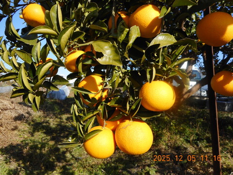 6名限定：自然農栽培で育てた奈良の冬野菜