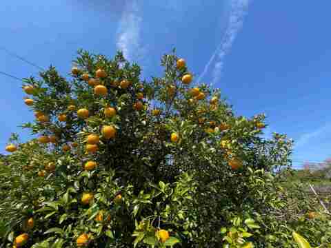 甘夏＆ゴールデンオレンジ《香り食べくらべ》セット5 キロ