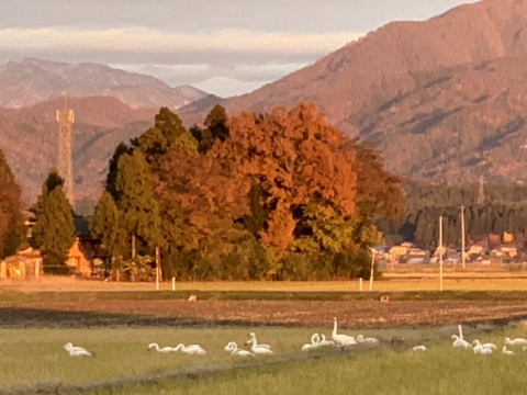 大粒で　粒感がありしっかりとした食感　冷めても固くなりにくい新米　新潟県のお米のトップブランド　新之助（新潟県認証銘柄）　白米5kg × 6個★農家直送★色彩選別済