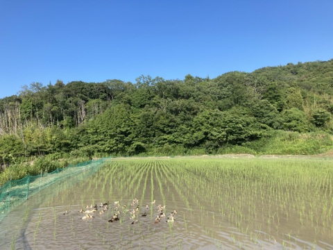 淡路島産コシヒカリ！『アイガモ農法米』農薬、化学肥料不使用！玄米10kg