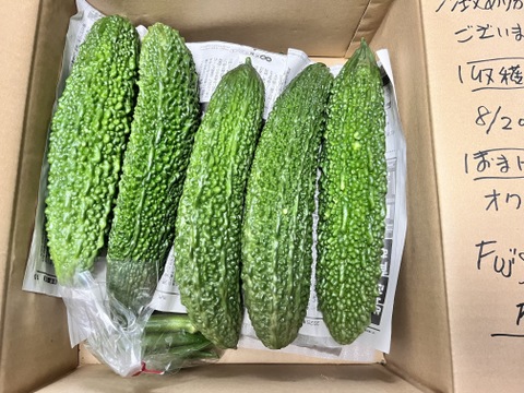 【 化学農薬不使用 】赤城のゴーヤ・すっきり苦みと瑞々しさ（10本・約2.8kg）
