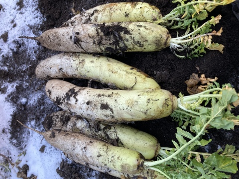 石井食品おまけ付　MOA自然農法で育てた秋冬大根　5本パック