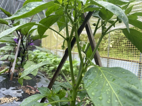 山のミネラルたっぷり野菜セット＜葉物多め＞２～３人用