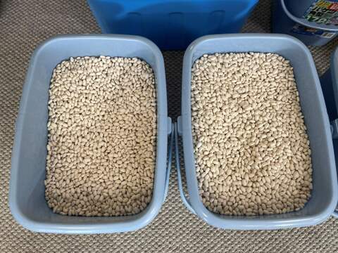 肥料・農薬不使用の自然17年の銀手亡　1ｋｇ