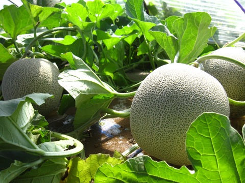 【夏ギフト】 ＊完熟収穫＊ くるめメロン 2個入